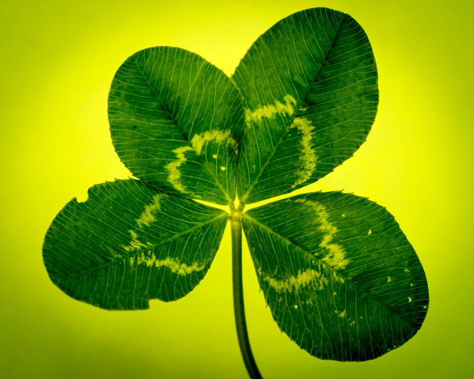Vierblättrig lucky clover symbol