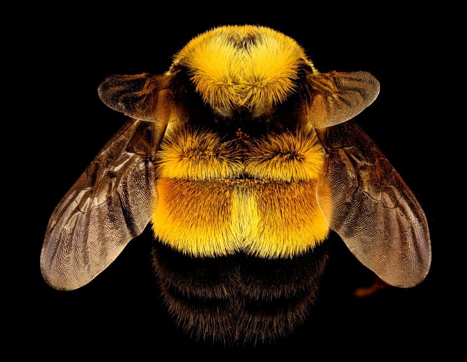 Bombus affinis, queen, racine wi, LW Macior 1965 back 2017-01-26-12.23