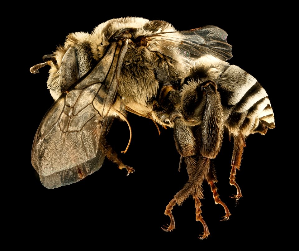 Melitoma taurea, m, side, Baltimore City Co., MD 2016-03-16-13.13