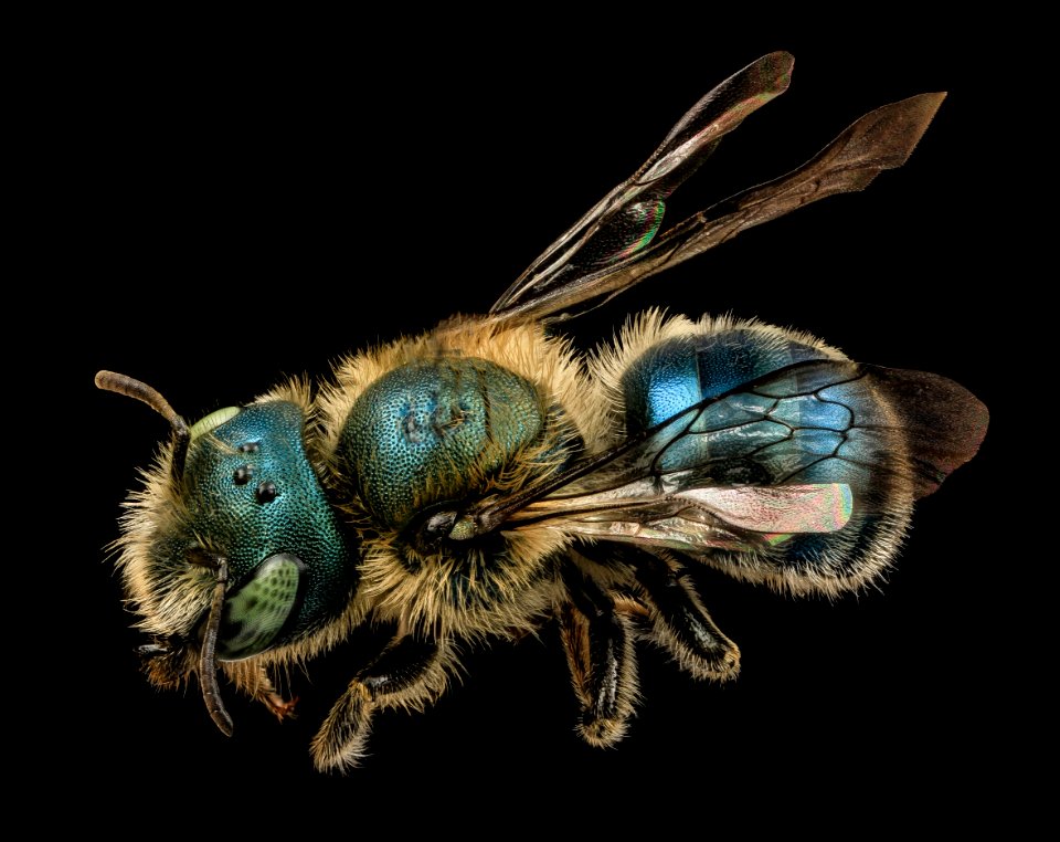 Osmia atriventris, f, back, beltsville, md 2014-04-14-16.43.07 ZS PMax