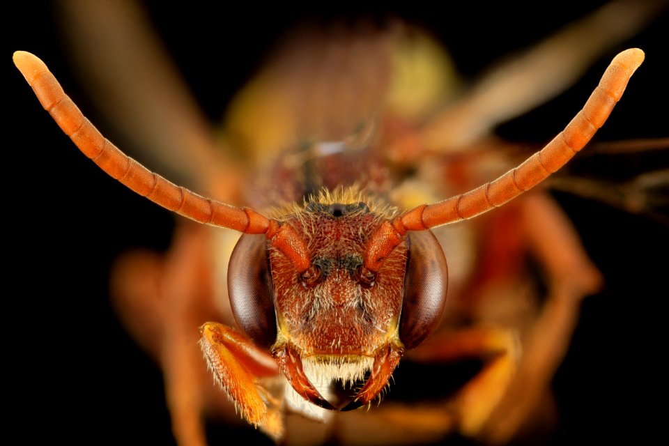 nomada bethunei, f, face, md, kent county 2014-06-09-18.08.20 ZS PMax