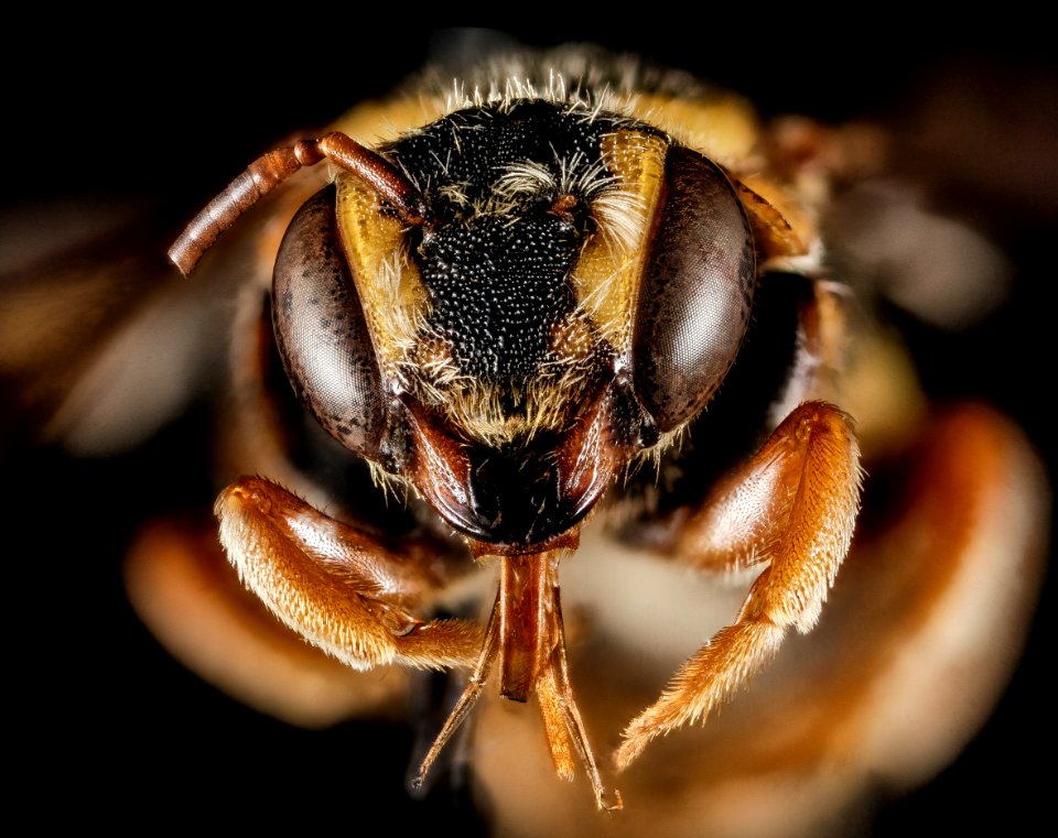 Stelis australis, M, Face, GA, Baker County 2015-02-05-13.38.07 ZS PMax