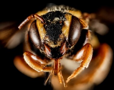 Stelis australis, M, Face, GA, Baker County 2015-02-05-13.38.07 ZS PMax photo