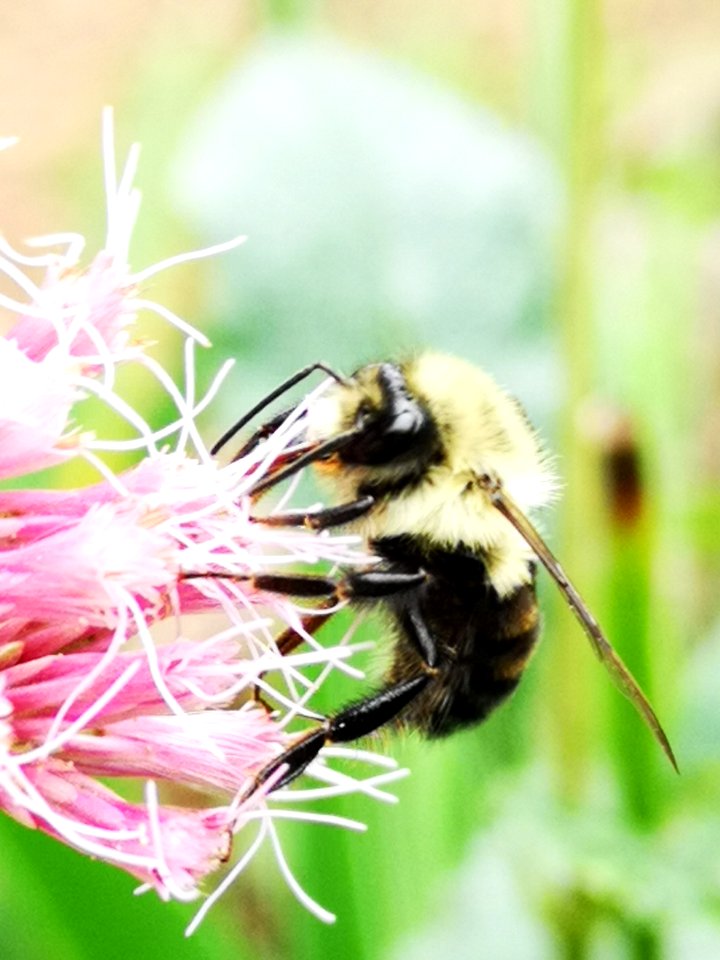 Bumblebee visiting Joe Pye weed