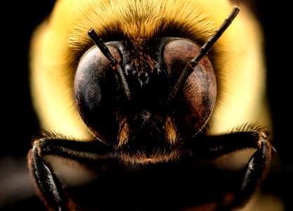 Bombus fraternus, m, face, Charleston Co., SC 2016-09-14-11.17