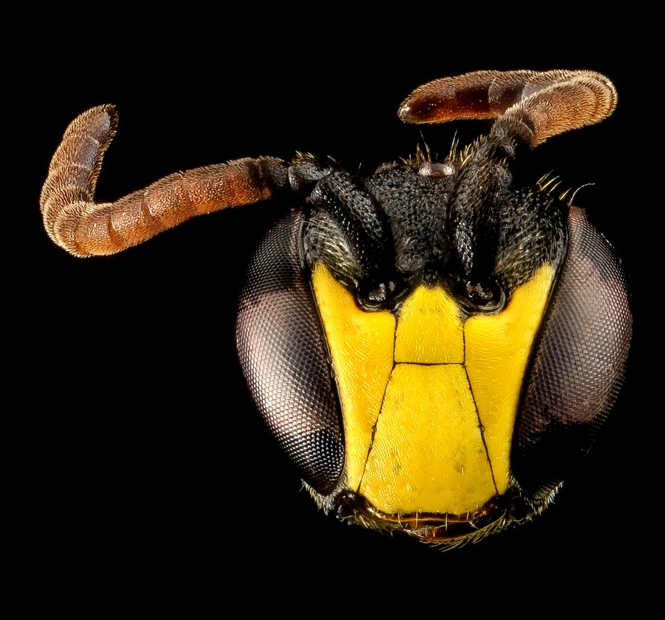 Hylaeus modestus, M, Face, VA, Wolftrap 2013-06-26-17.21.38 ZS PMax
