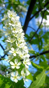 Flowers bloom spring