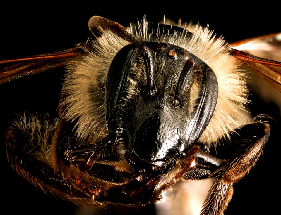Andrena bradleyi, f, face, Maryland 2016-04-07-14.58 photo
