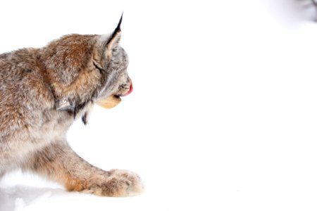 Lynx Project At Yukon Flats National Wildlife Refuge