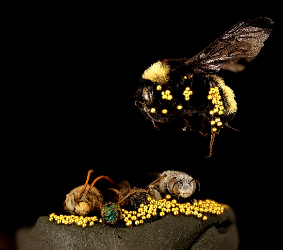 Gold Gathering Bees