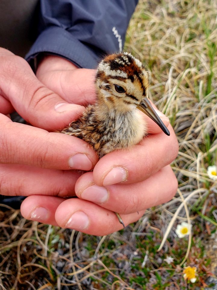 2019 Arctic Virtual Bird Fest