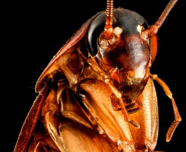 Periplaneta americana, Face, MD, Prince Georges county 2014-02-27-15.31.28 ZS PMax photo