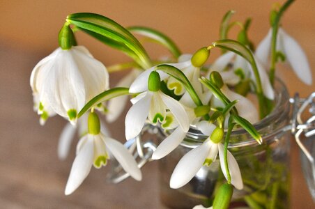 Plant flowers white photo