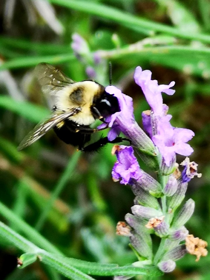 Bumblebee visiting lavender Lavandula