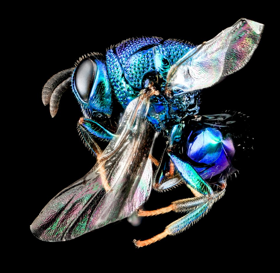 Wasp, Perilampid, U, Side, MD, Boonesboro 2013-07-02-18.44.44 ZS PMax