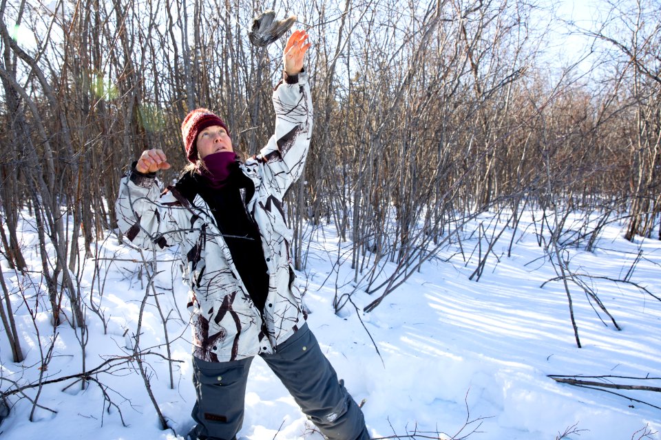 Lynx Project At Yukon Flats National Wildlife Refuge