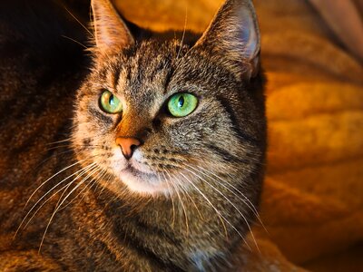 Mieze domestic cat stubentieger photo