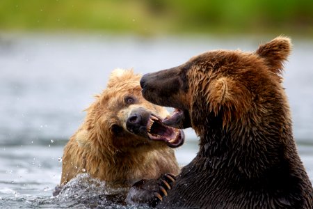 Two bears fight, mouths open photo