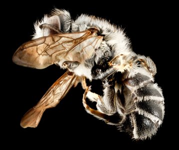 Megachile frugalis, M, Side, Pg County, MD 2014-01-30-11.22.52 ZS PMax