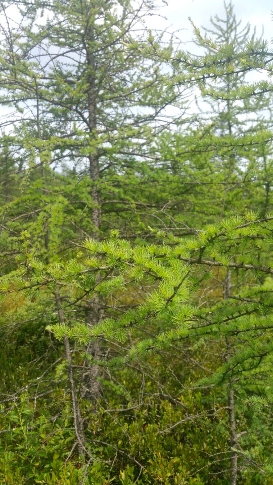 larch and leatherleaf at Sifton bog