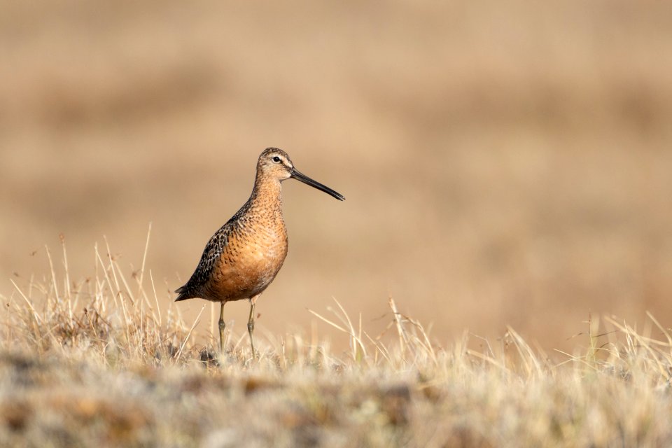 Long-billed dowitcher pose