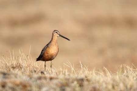 Long-billed dowitcher pose photo