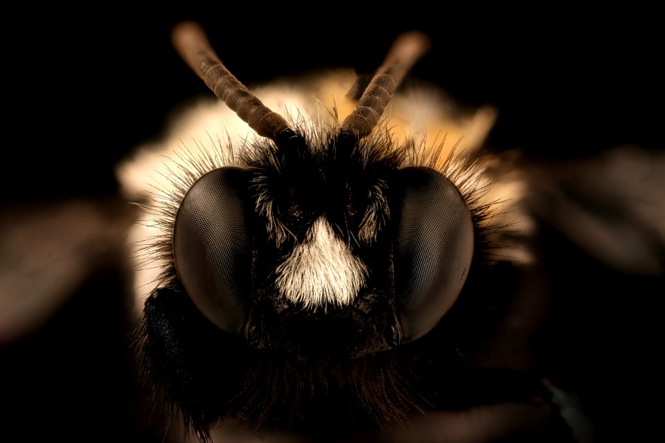 Chile species 82, m, face, Chile 2018-07-16-11.51.17 ZS PMax UDR