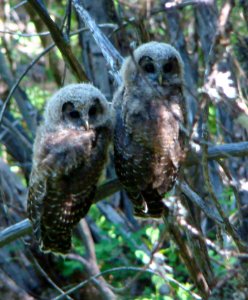 Fledgling Northern Spotted Owls photo