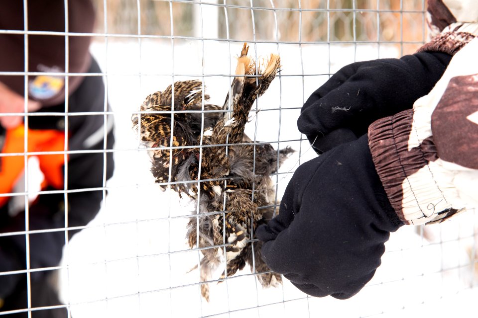 Lynx Project At Yukon Flats National Wildlife Refuge