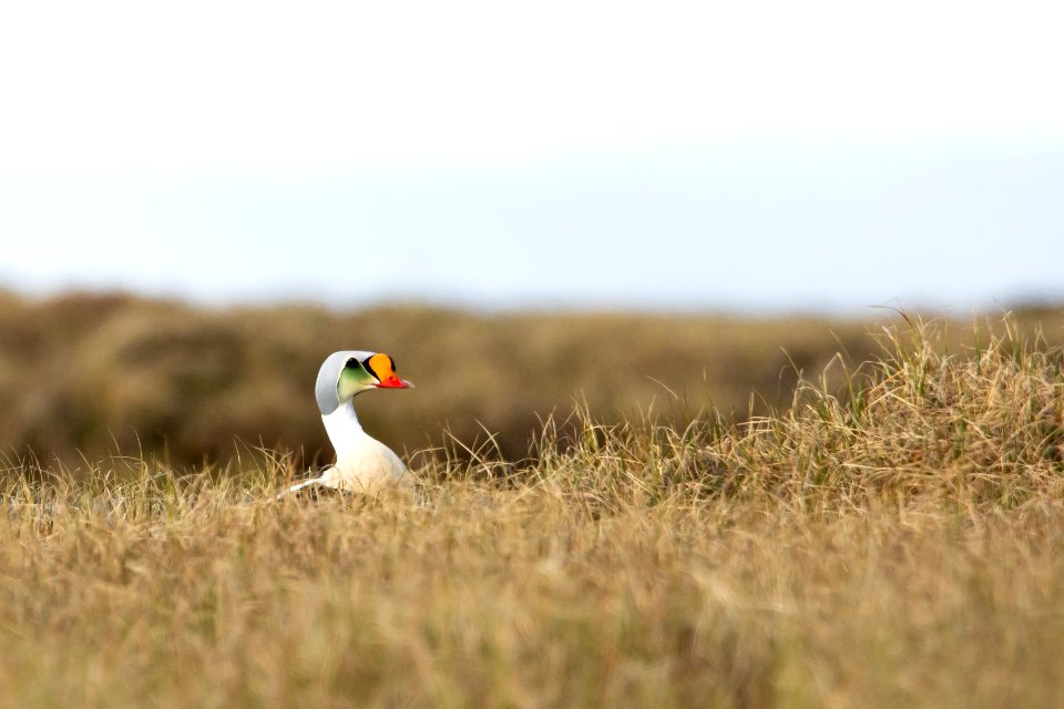 Male King Eider - Arctic Bird Fest 2019