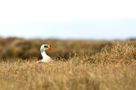 Male King Eider - Arctic Bird Fest 2019