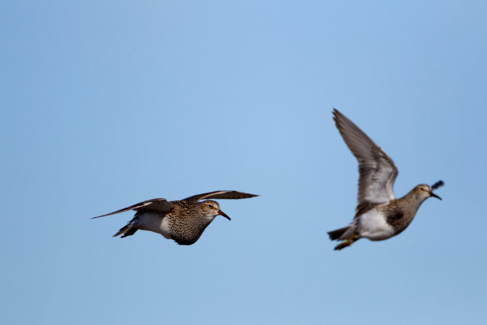 Pectoral sandpiper chase