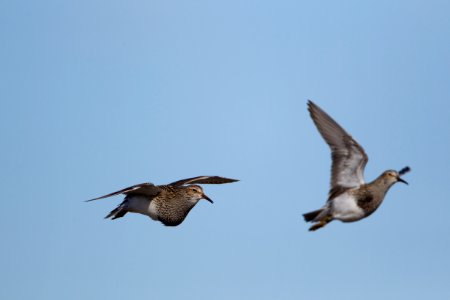 Pectoral sandpiper chase