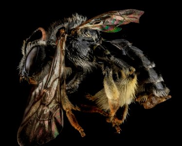 Macropis ciliata, F, Side, MD, Washington County 2013-06-17-17.01.15 ZS PMax