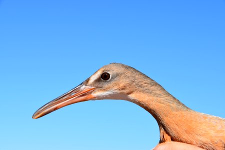 Light-footed Ridgway's rail banding and release at Batiquitos Lagoon