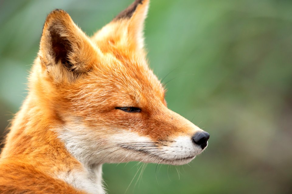 Red fox at Izembek Lagoon