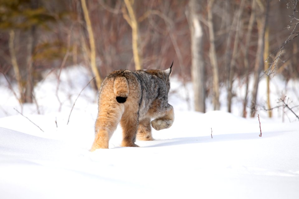 Lynx Project At Yukon Flats National Wildlife Refuge