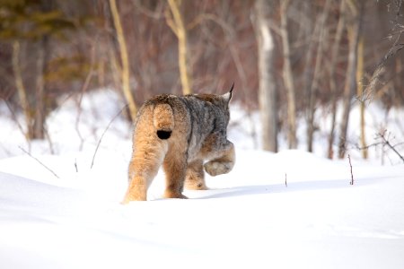 Lynx Project At Yukon Flats National Wildlife Refuge