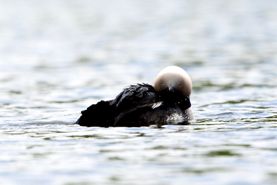 Pacific loon