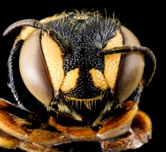 Anthidiellum notatum,F, MD, PG County 2014-02-04-11.18.05 ZS PMax photo