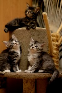 Chatons GALIT 13.12.2015 - Février 2016