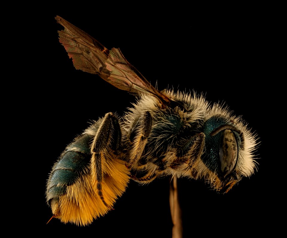 Osmia georgica, f, side, michael veit, powerlines 2018-11-05-11.20.46 ZS PMax UDR