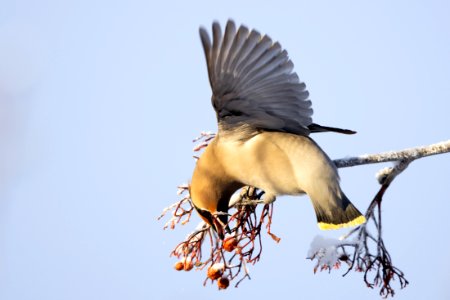 Bohemian waxwing photo