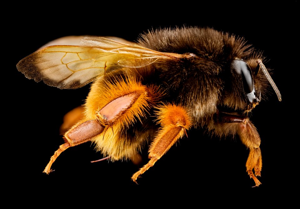bombus eximias, f, tawain, side 2014-08-10-09.55.23 ZS PMax