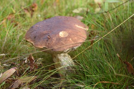 Mushroom nature grass