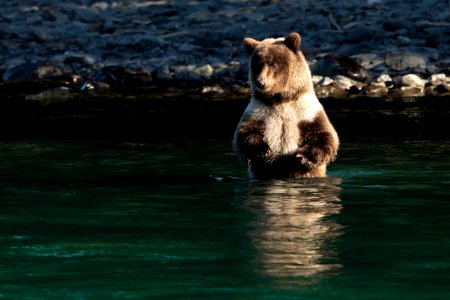 Kenai bear cub photo