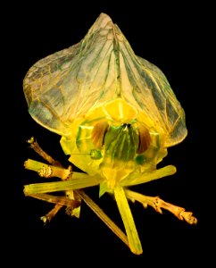 Planthopper large, beltsville, md 2016-08-06-17.22