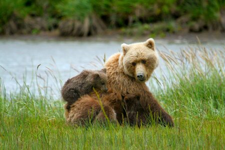 Sow coastal brown portrait photo