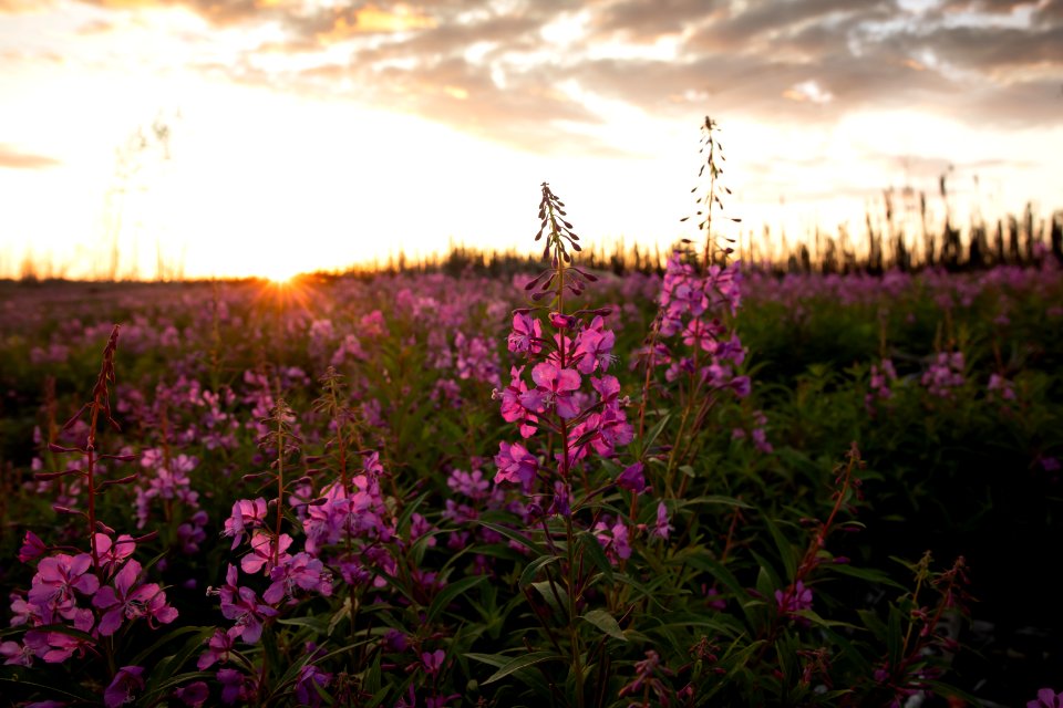 Kenai Fireweed in August