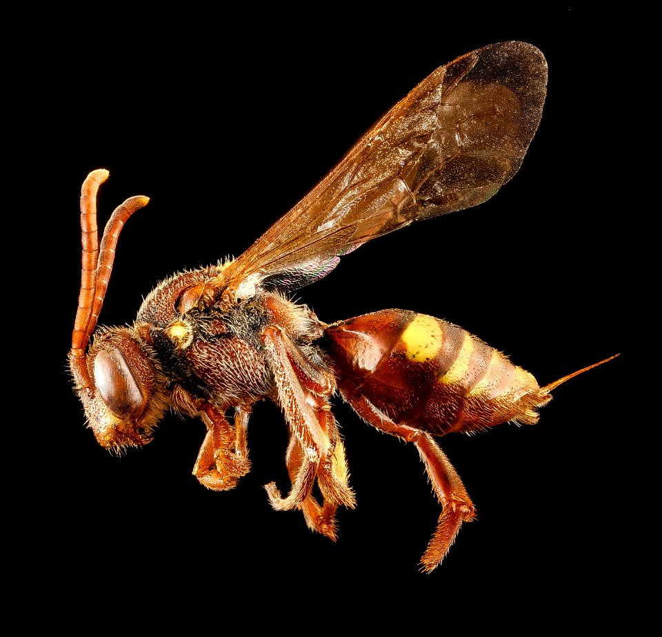 Nomada obliterata, f, left, Washington D.C 2018-04-23-15.08